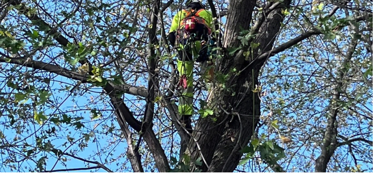 Timberwind Tree & Property Services